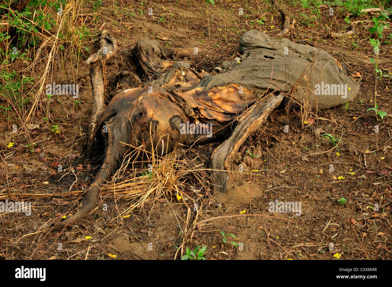 One of the elephants killed by Sudanese poachers on 5 March 2012, Bouba-Ndjida National Park, Cameroon, Central Africa, Africa Stock Photo