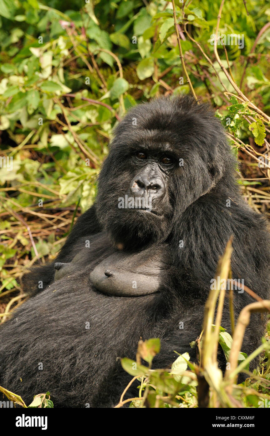 Mountain Gorilla (Gorilla beringei beringei) from the Hirwa group at the foot of the Gahinga Volcano, Parc National des Volcans Stock Photo