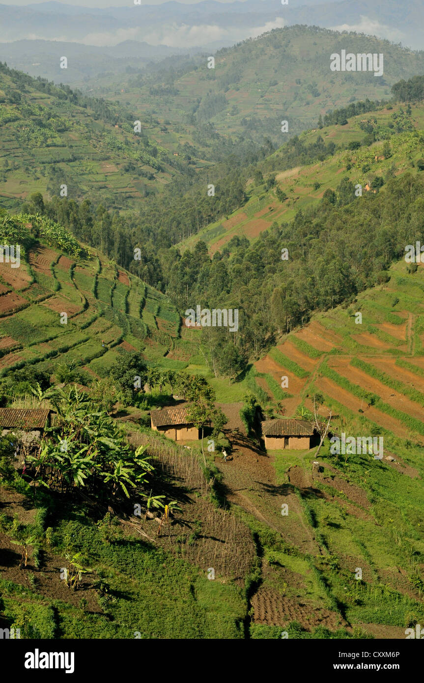 Typical hilly landscape near Busengo, Rwanda, Africa Stock Photo