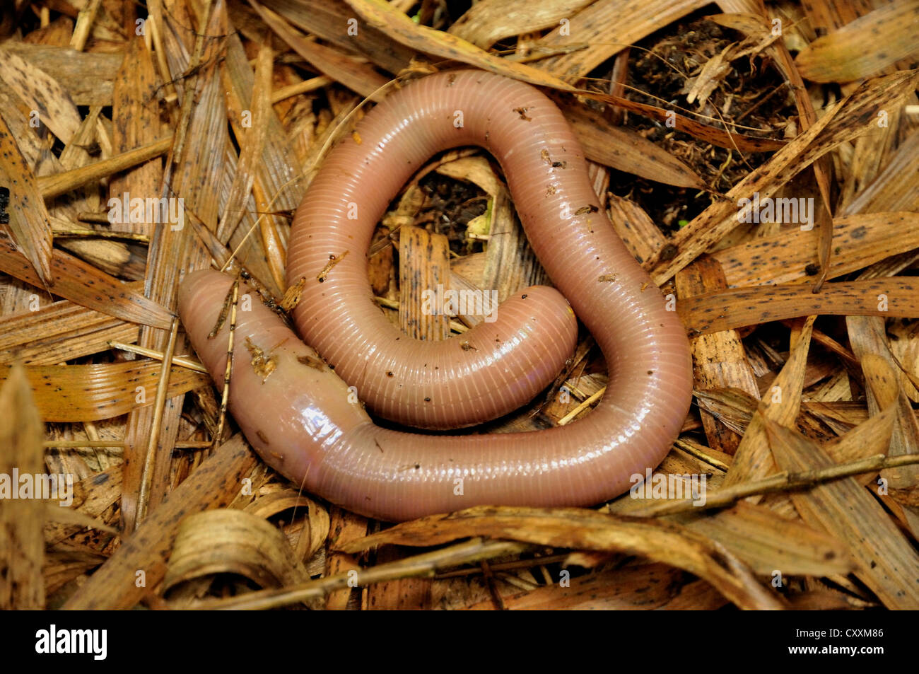 Giant Earthworm (Lumbricidae) at the foot of the Gahinga Volcano, Parc National des Volcans, Volcanoes National Park, Rwanda Stock Photo