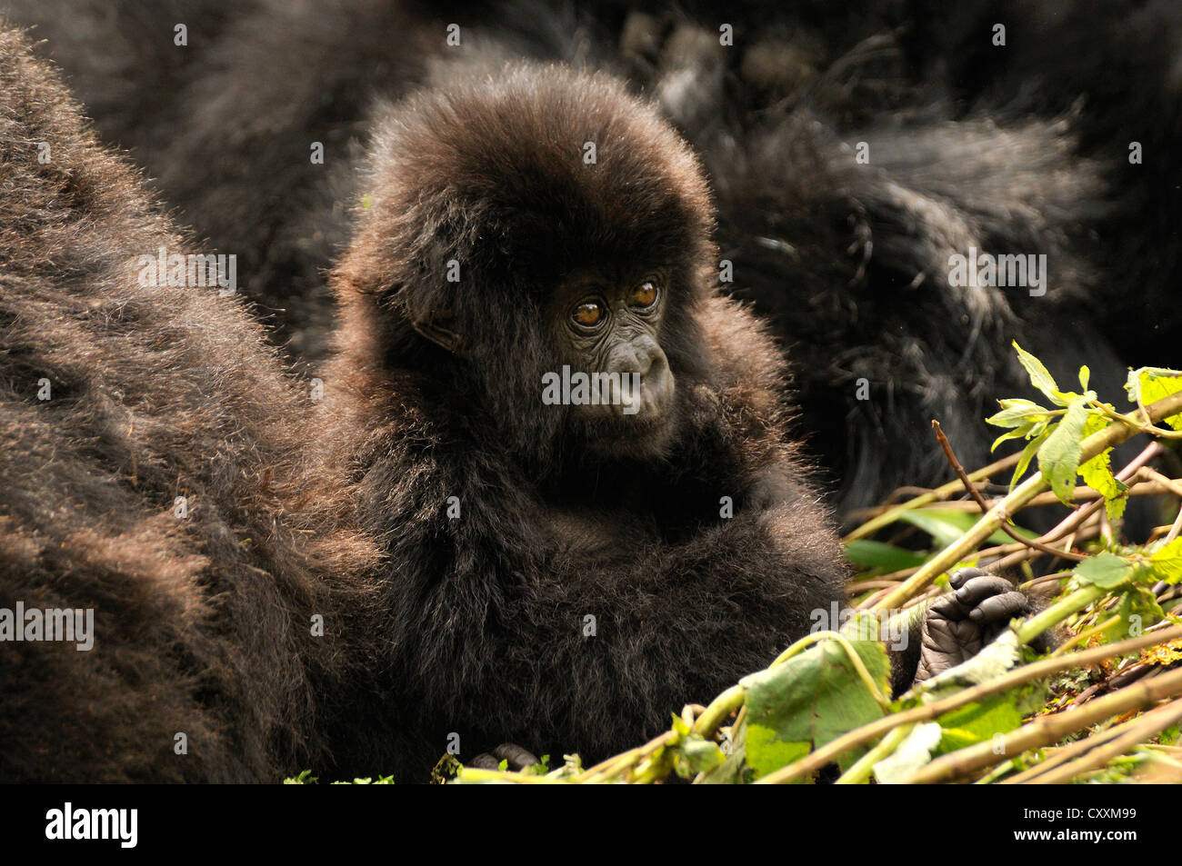 Baby Mountain Gorilla (Gorilla beringei beringei) from the Hirwa group at the foot of the Gahinga Volcano Stock Photo
