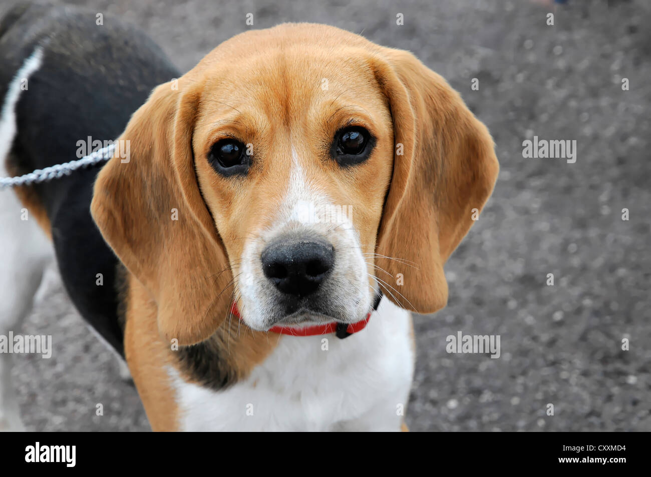 Beagle, Nice, France, Europe Stock Photo - Alamy