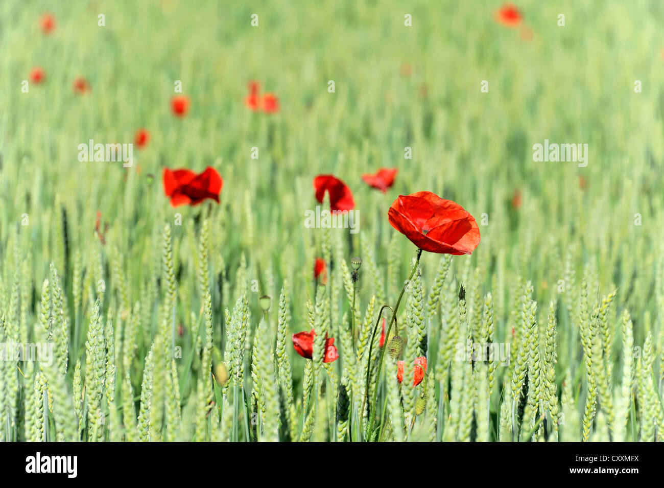 Red poppies black field hi-res stock photography and images - Alamy