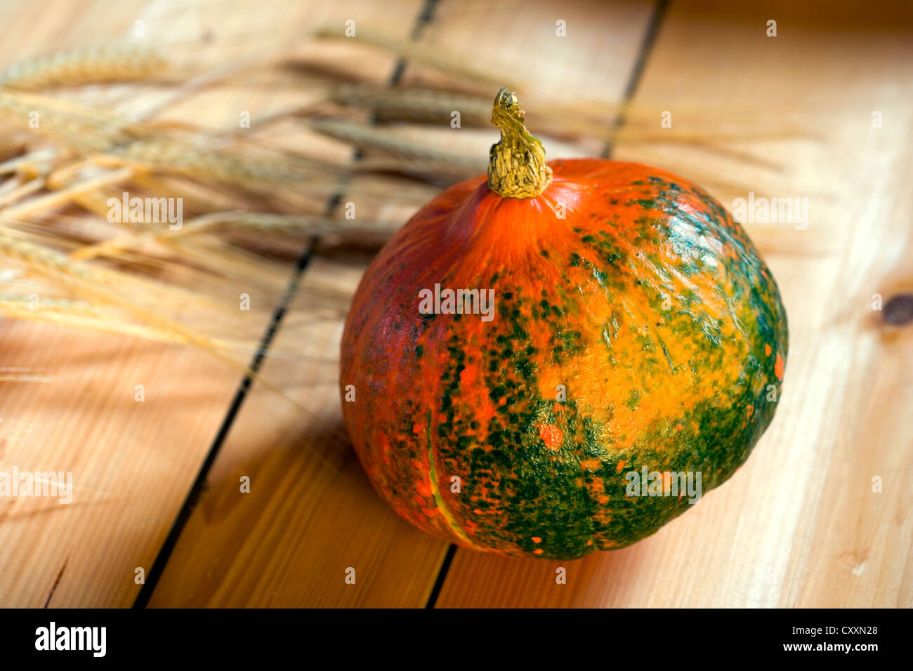 Hokkaido pumpkin, corn ears, autumnal setting Stock Photo