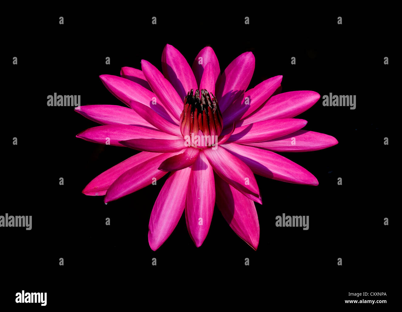 Flower of india hi-res stock photography and images - Alamy
