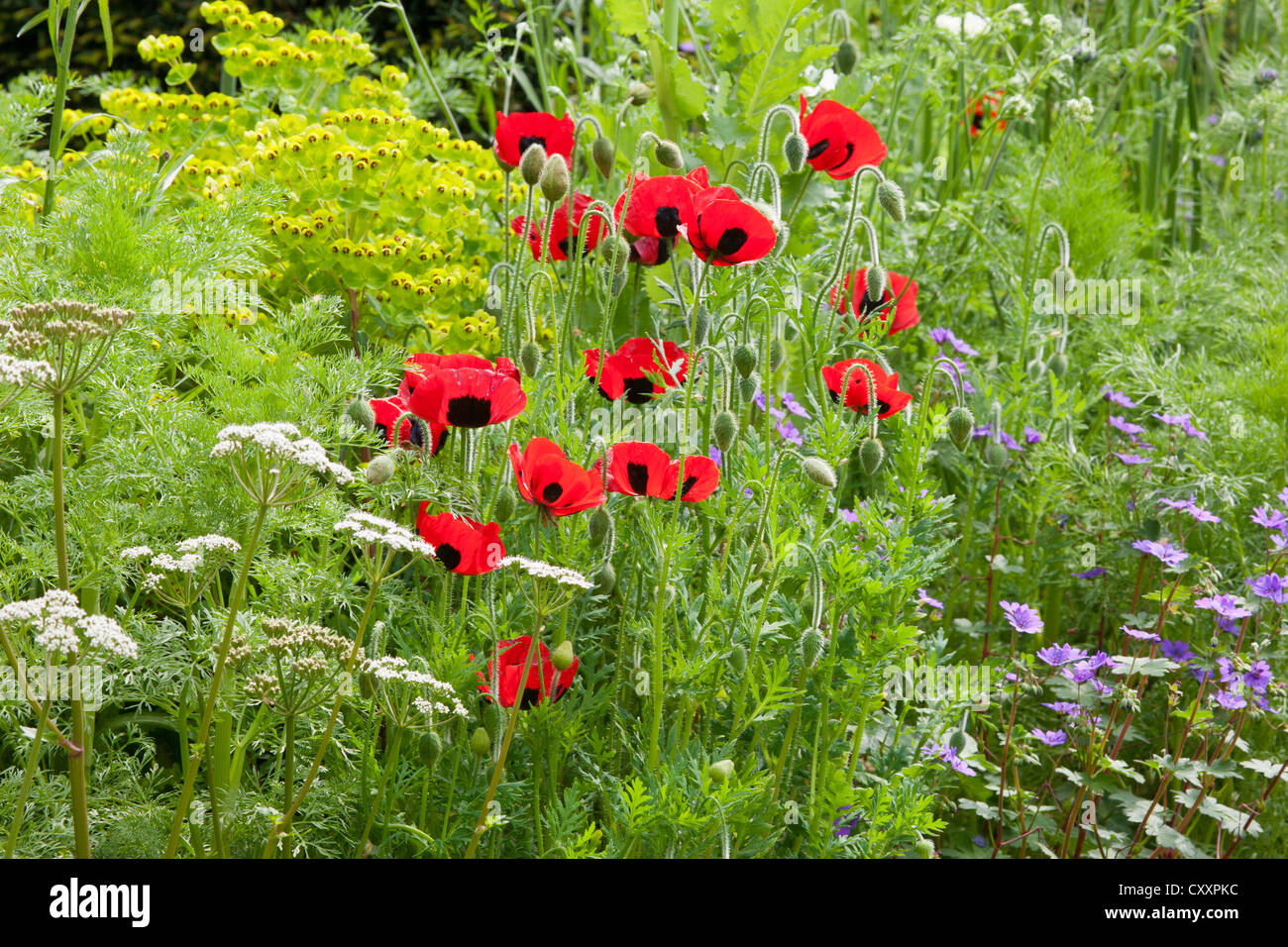 Chelsea RHS flower show gardens 2012 London UK Stock Photo