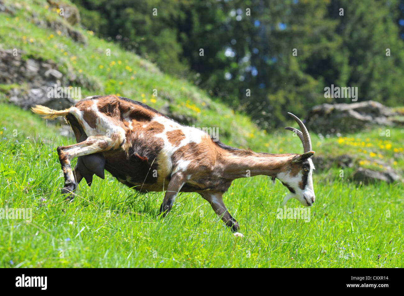 Goat, goats 'mountain goat' wild goat, Eastern France Stock Photo
