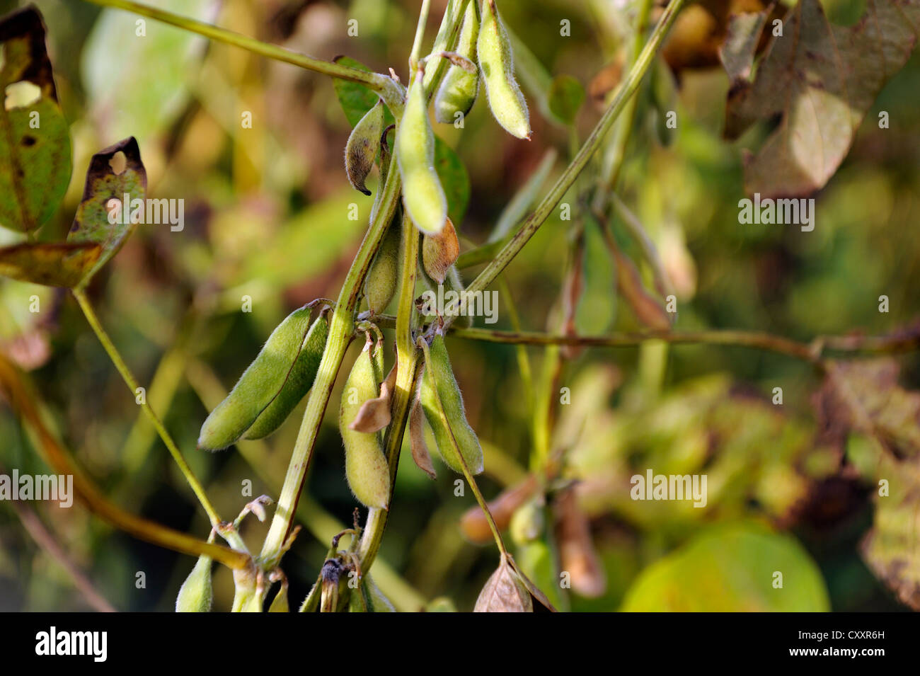 Soybean crop, soybean (Glycine max) with pods, Argentina, South America Stock Photo