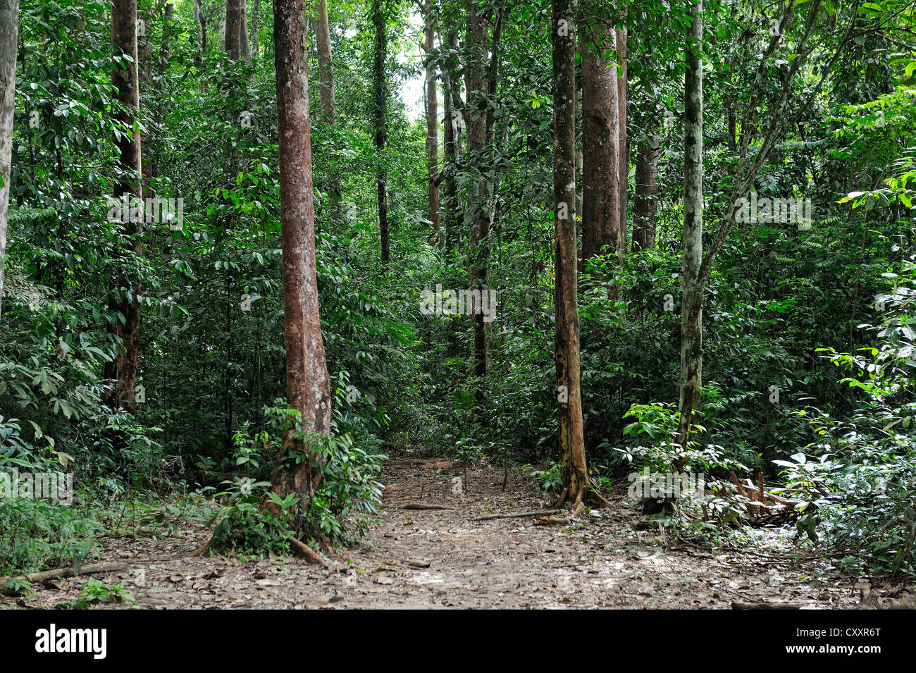 Amazon rainforest, Belem, state of Para, Brazil, South America Stock Photo