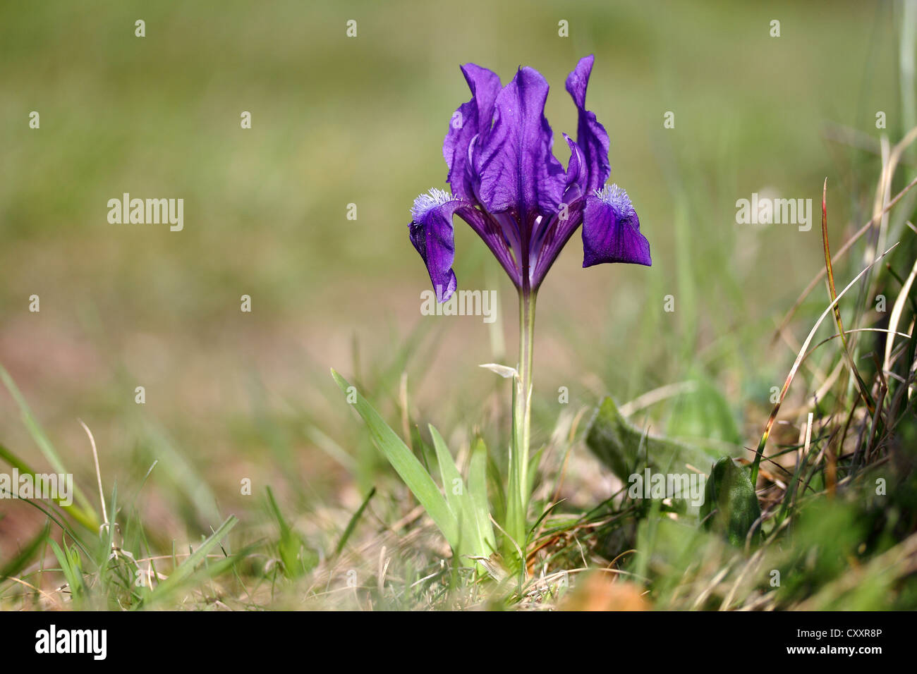Dwarf iris (Iris pumila), variety with blue blossoms, Lake Neusiedl, Burgenland, Austria, Europe Stock Photo