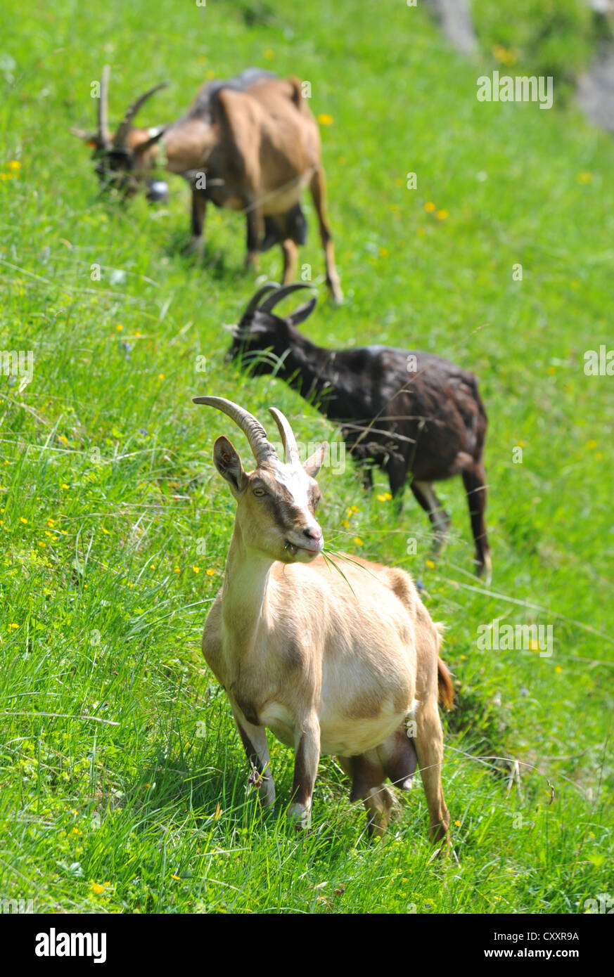 Goat, goats 'mountain goat' wild goat, Eastern France Stock Photo
