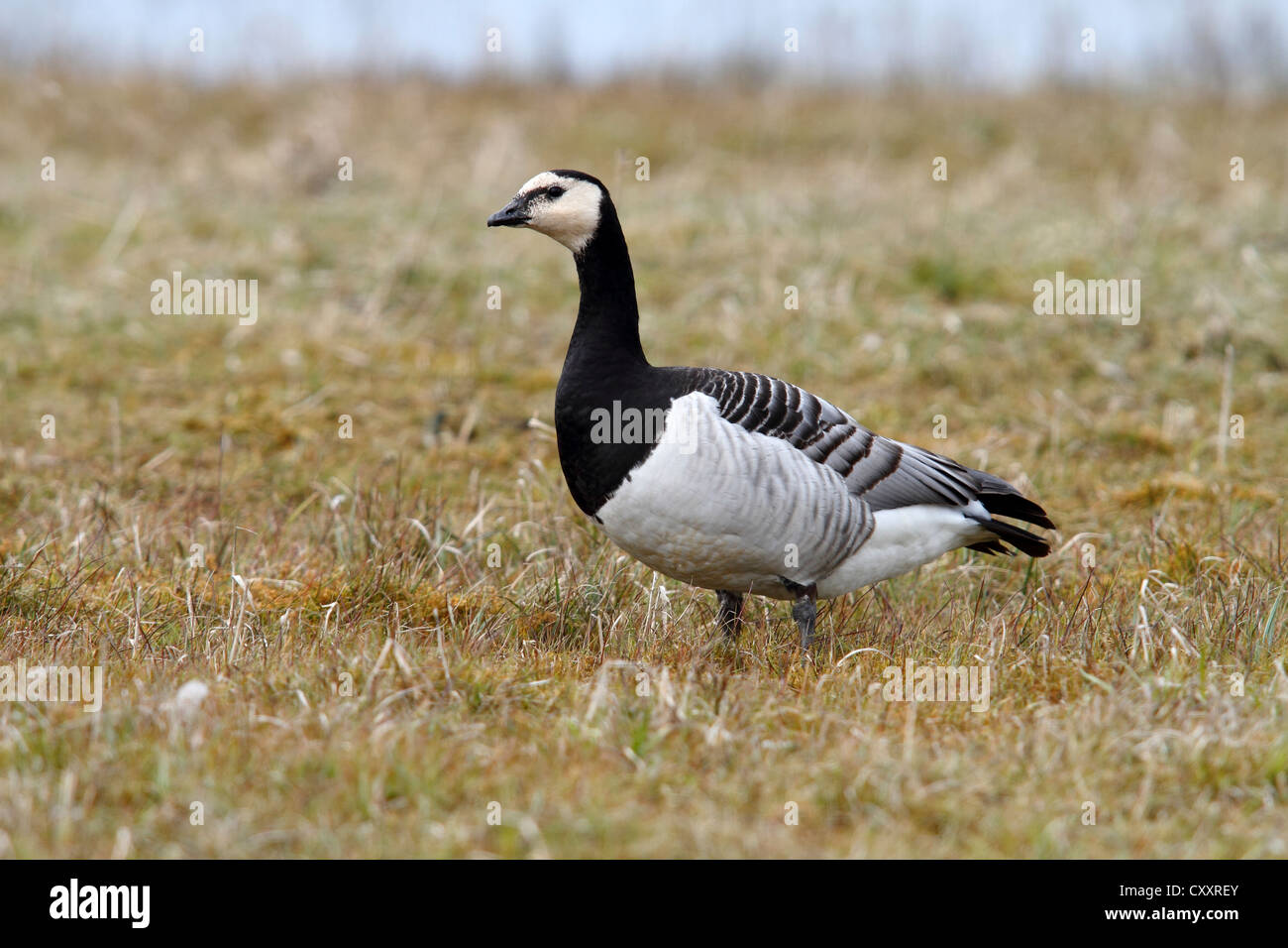 Barnacle Goose (Branta leucopsis) on a meadow, Lauwersmeer National Park, Lauwers Sea, Holland, Netherlands, Europe Stock Photo
