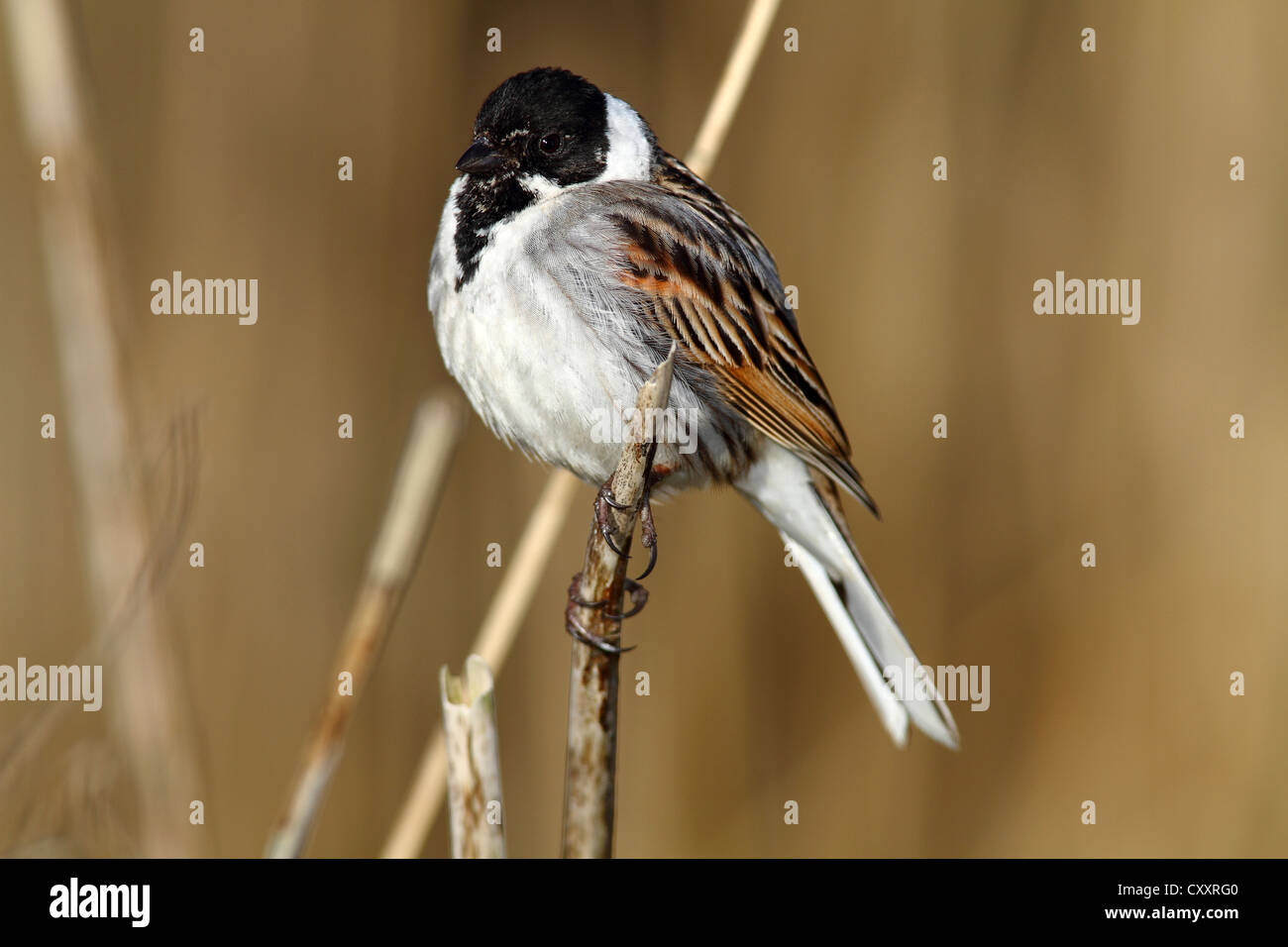 Reed Bunting (Emberiza schoeniclus), male on a reed, Lauwersmeer National Park, Lauwers Sea, Holland, Netherlands, Europe Stock Photo