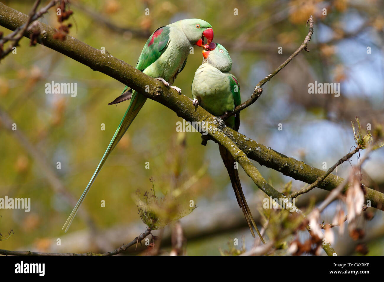 Feeding each other hires stock photography and images Alamy