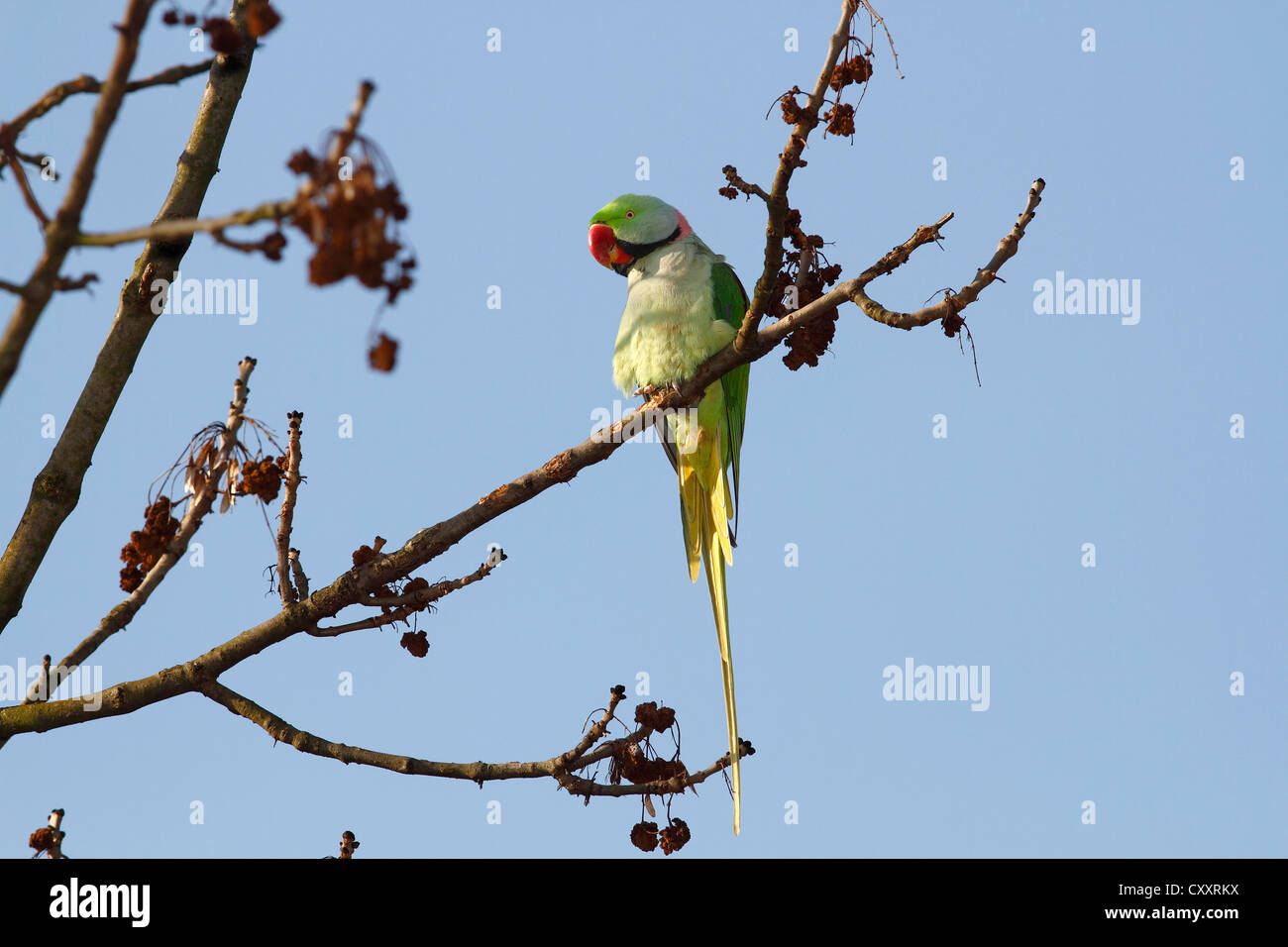 Alexandrine Parakeet or Alexandrian Parrot (Psittacula eupatria) perched on a branch in the palace park, Schlosspark Biebrich Stock Photo