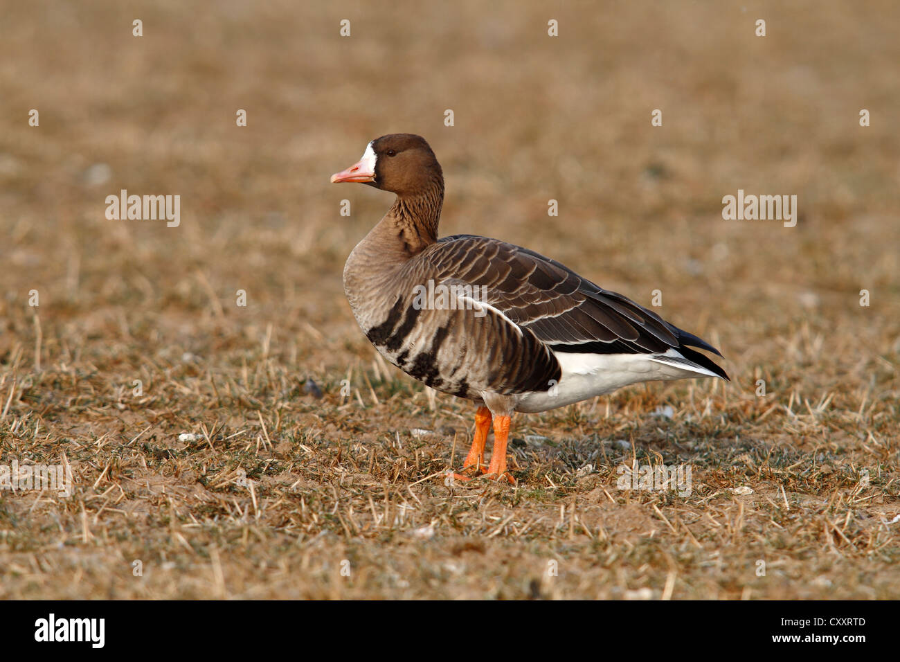 Greater White-fronted Goose (Anser albifrons) standing on a frozen meadow in its wintering area, Bislicher Island Stock Photo