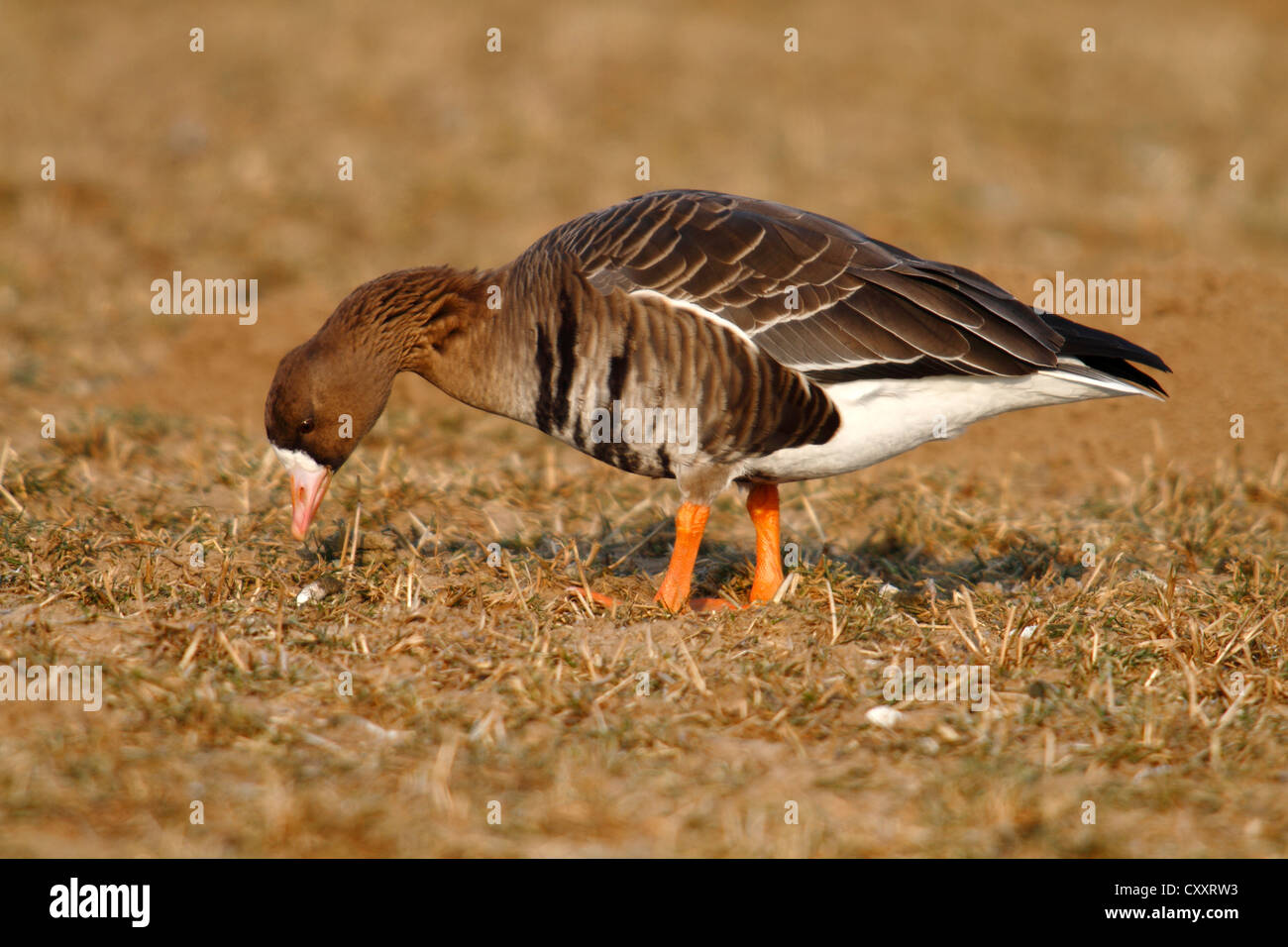 Greater White-fronted Goose (Anser albifrons) standing on a frozen meadow in its wintering area, Bislicher Island Stock Photo