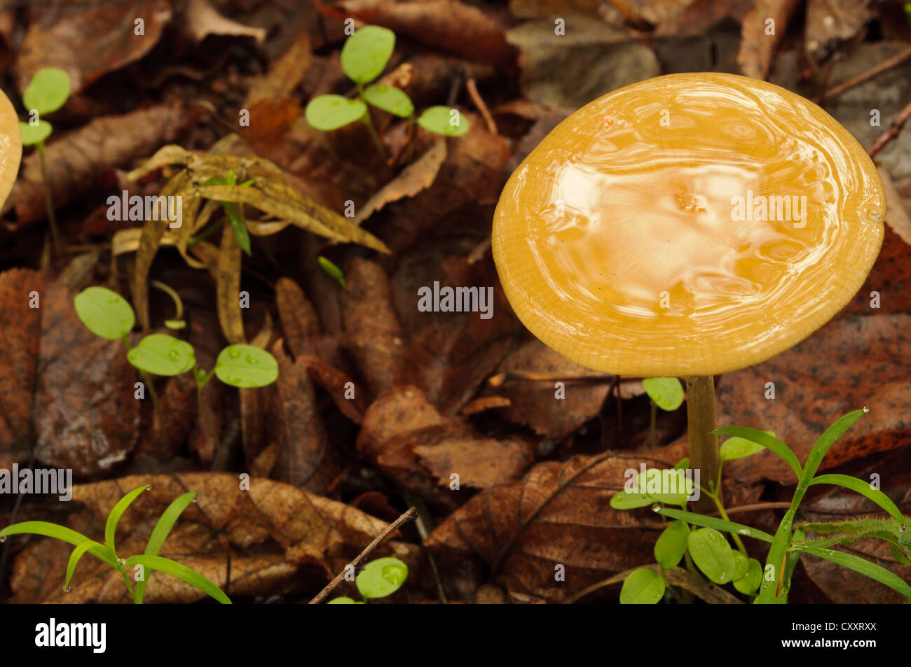 Water mushroom hi-res stock photography and images - Alamy