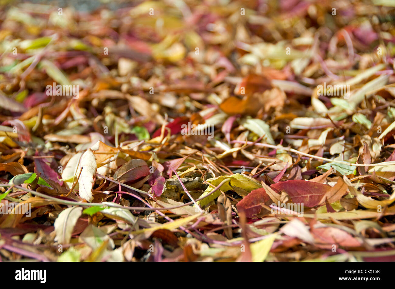 Autumn leaves. red and gold Stock Photo - Alamy