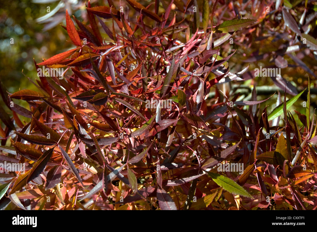 Autumn leaves. red and gold Stock Photo - Alamy
