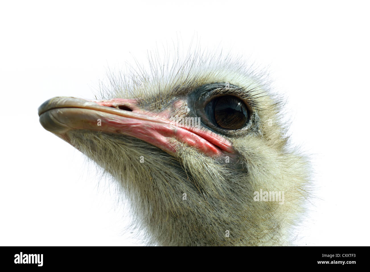 Ostrich(Struthio camelus camelus) head on a white background Stock ...