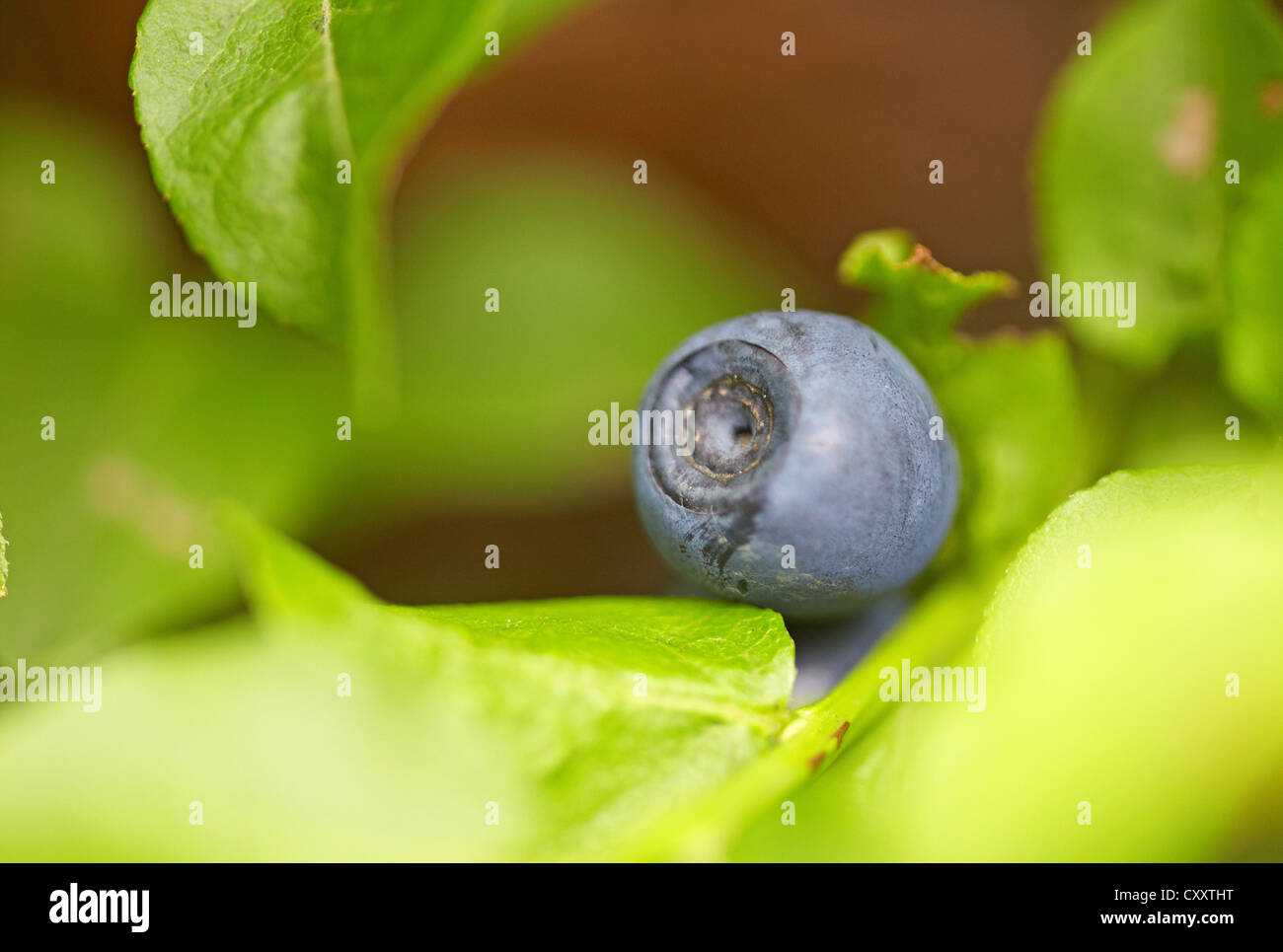 Blueberry in the forest Stock Photo Alamy