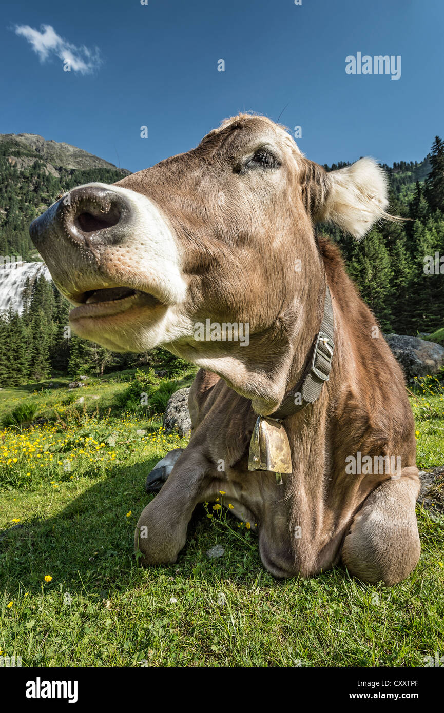 Tyrolean Brown Cattle, cow without horns ruminating, Grawa Alm, mountain pasture, Stubai Valley, Tyrol, Austria, Europe Stock Photo