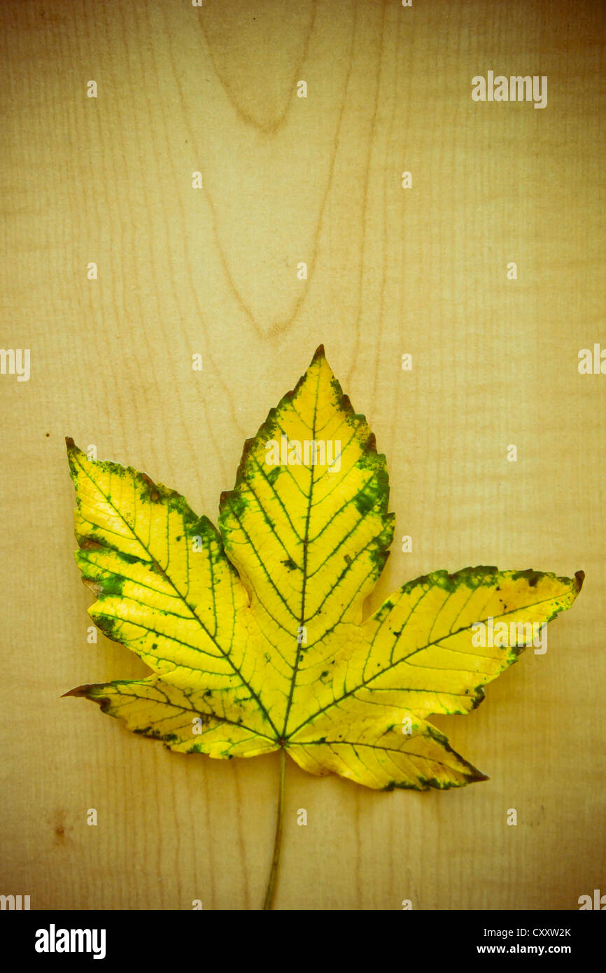 maple leaf on a wood surface Stock Photo