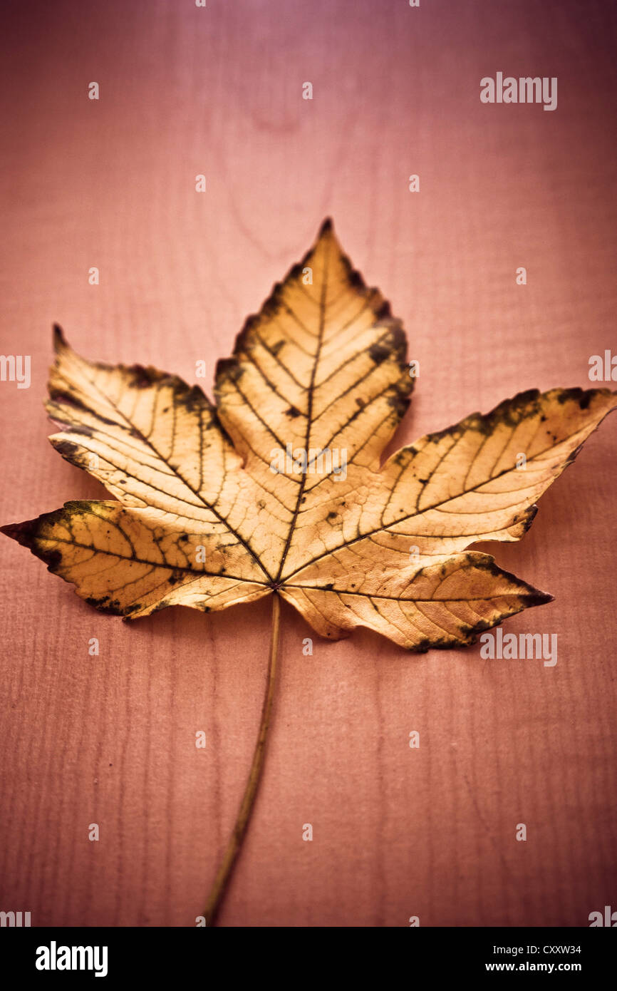 maple leaf on a wood surface Stock Photo