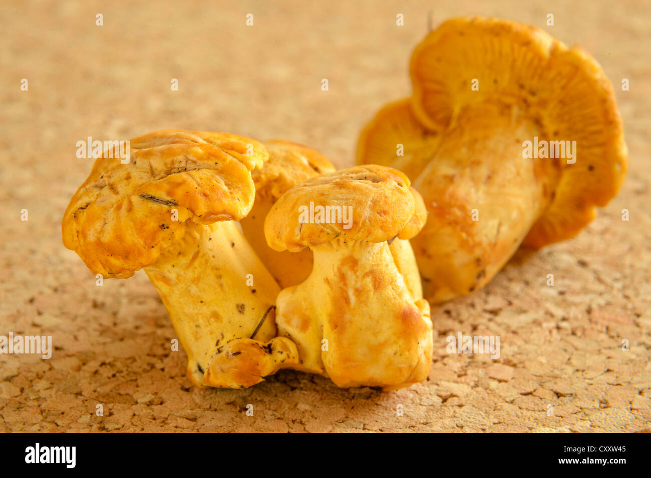 Fresh chanterelles or golden chanterelles (Cantharellus cibarius Stock