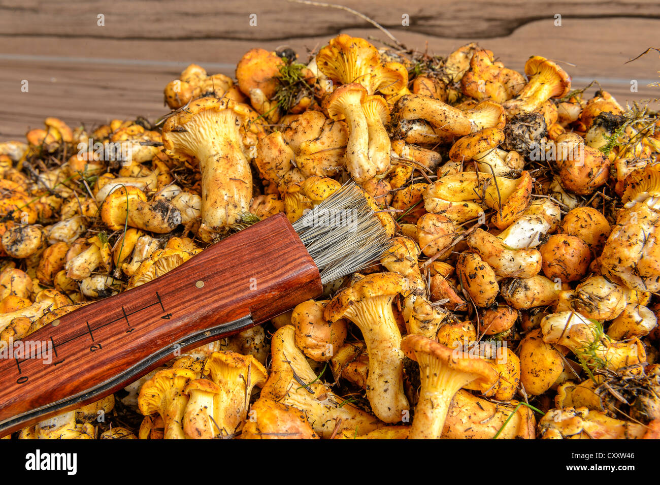 Fresh chanterelles or golden chanterelles (Cantharellus cibarius