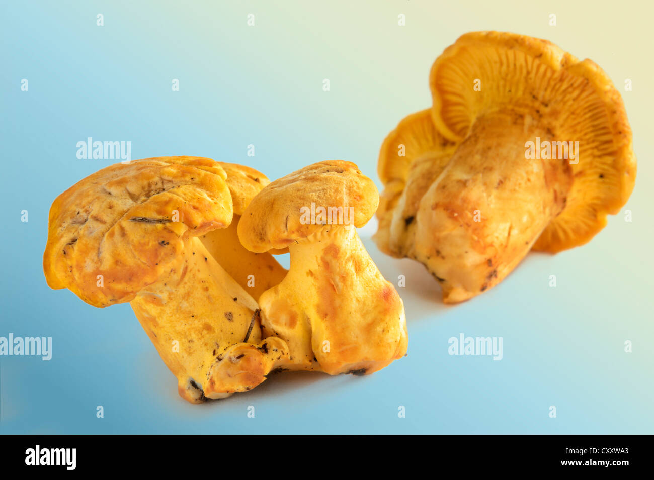 Fresh chanterelles or golden chanterelles (Cantharellus cibarius Stock