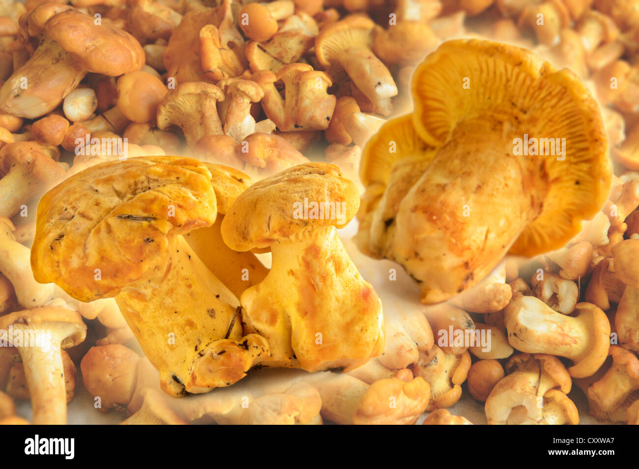 Fresh chanterelles or golden chanterelles (Cantharellus cibarius Stock