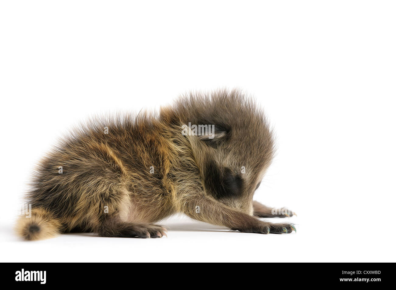 Young Raccoon on white background. Stock Photo