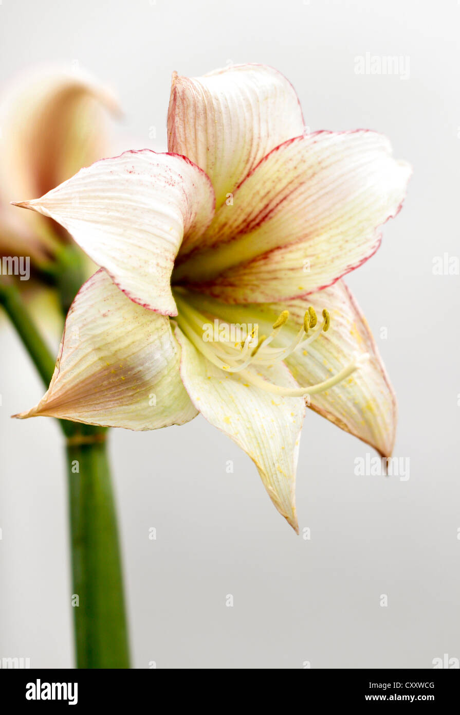 Blossom of a belladonna lily, Saint Joseph lily (Amaryllis sp.) Stock Photo