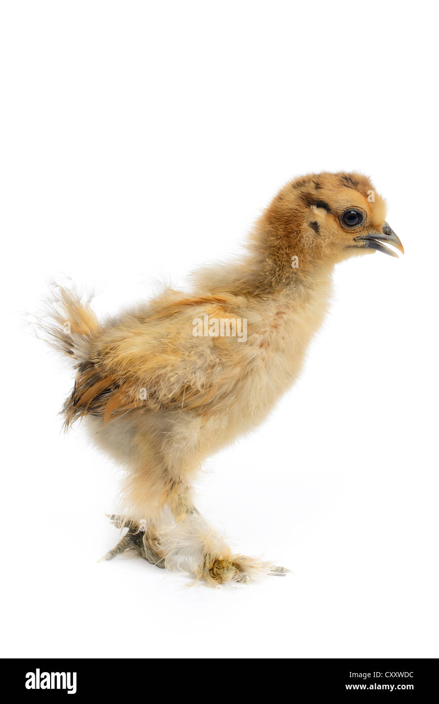 Silky chicken (Gallus gallus domesticus) isolated on white background. Stock Photo