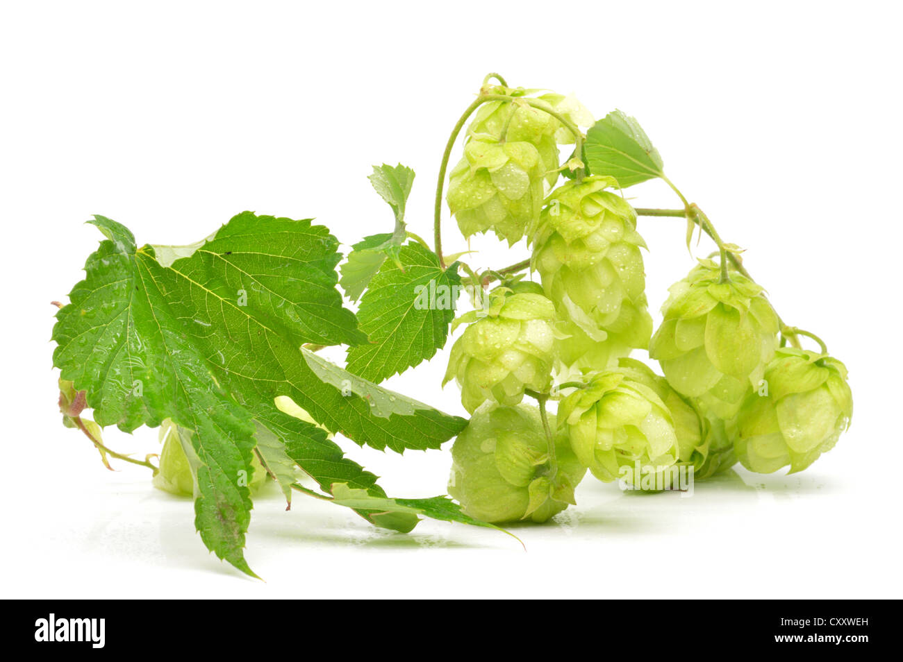 Green hop cones on a white background close-up Stock Photo