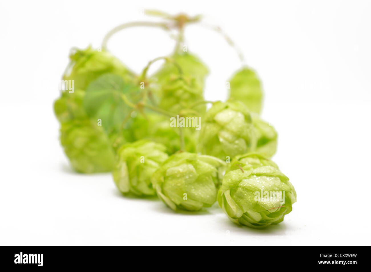 Green hop cones on a white background close-up Stock Photo