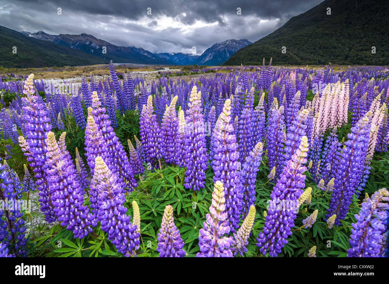 Purple lupins with pink tips (Lupinus) at Arthur's Pass National Park, vast valley at back, South Island, New Zealand, Oceania Stock Photo