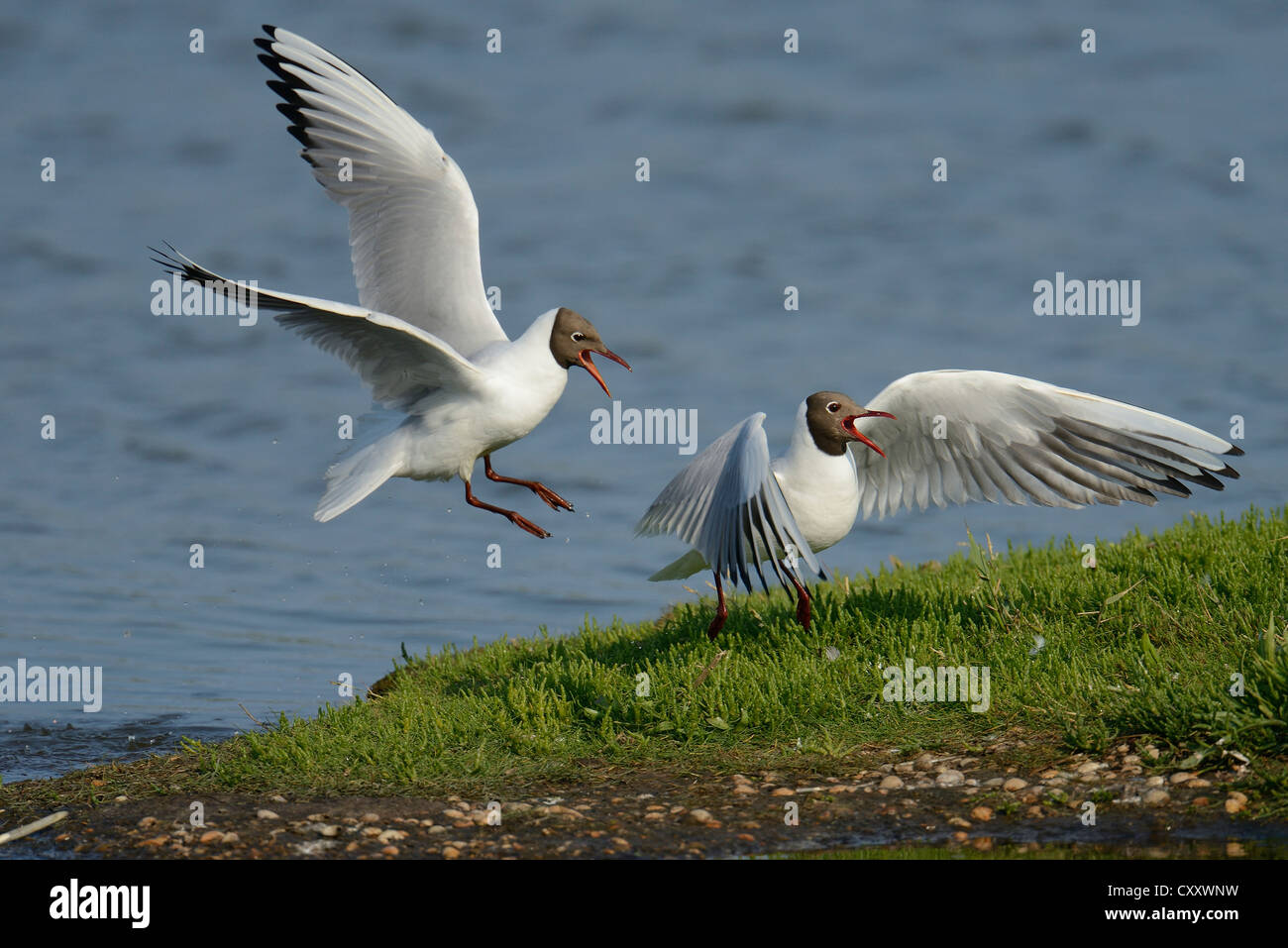Black-headed gulls (Larus ridibundus), bickering and fighting, Texel, The Netherlands, Europe Stock Photo