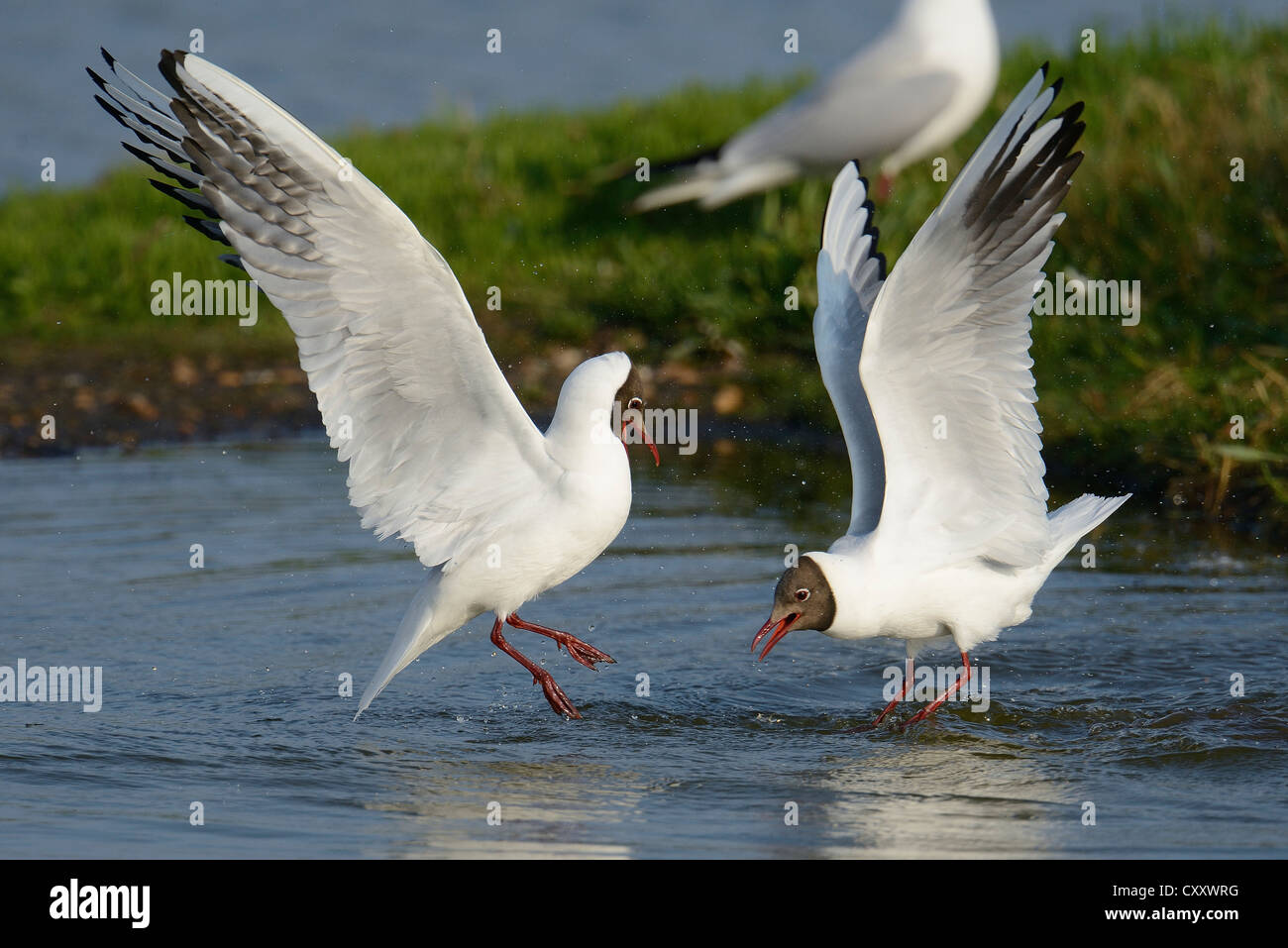 Black-headed gulls (Larus ridibundus), bickering and fighting, Texel, The Netherlands, Europe Stock Photo