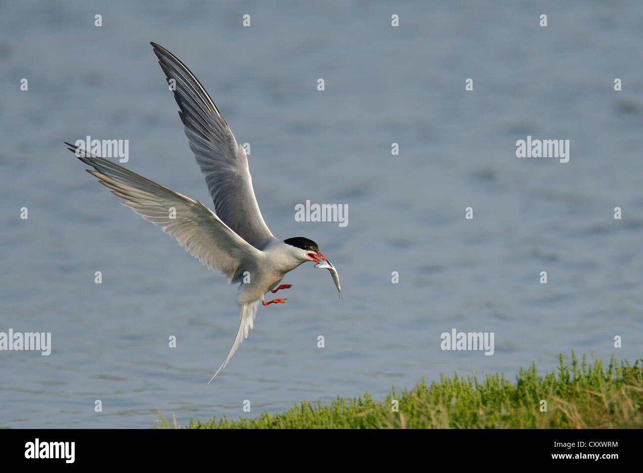 Common Tern (Sterna hirundo) in flight with fish in its beak, Texel, The Netherlands, Europe Stock Photo