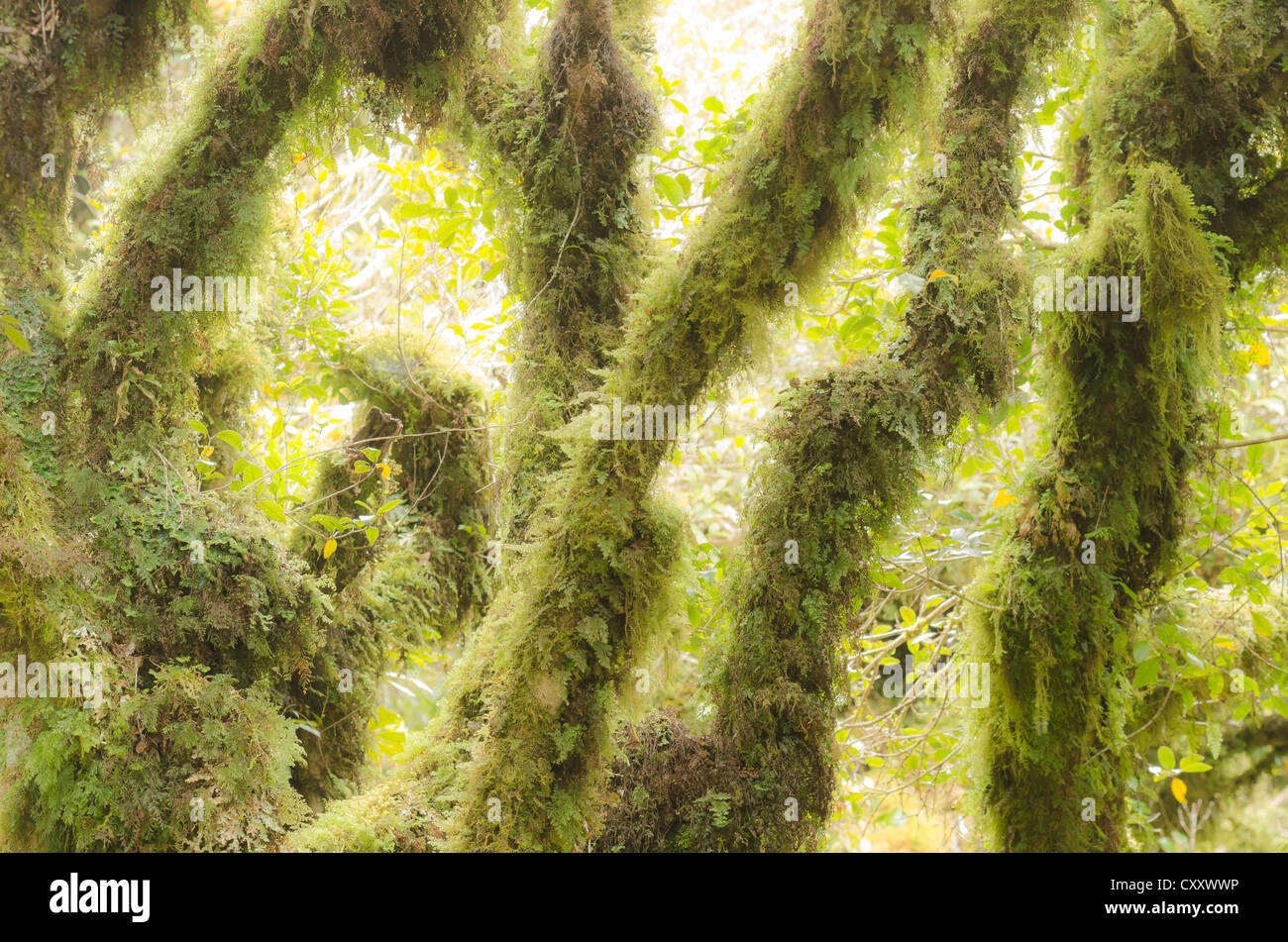 Temperate rainforest vegetation, with moss-covered trees, Mt. Egmont National Park, North Island, New Zealand Stock Photo