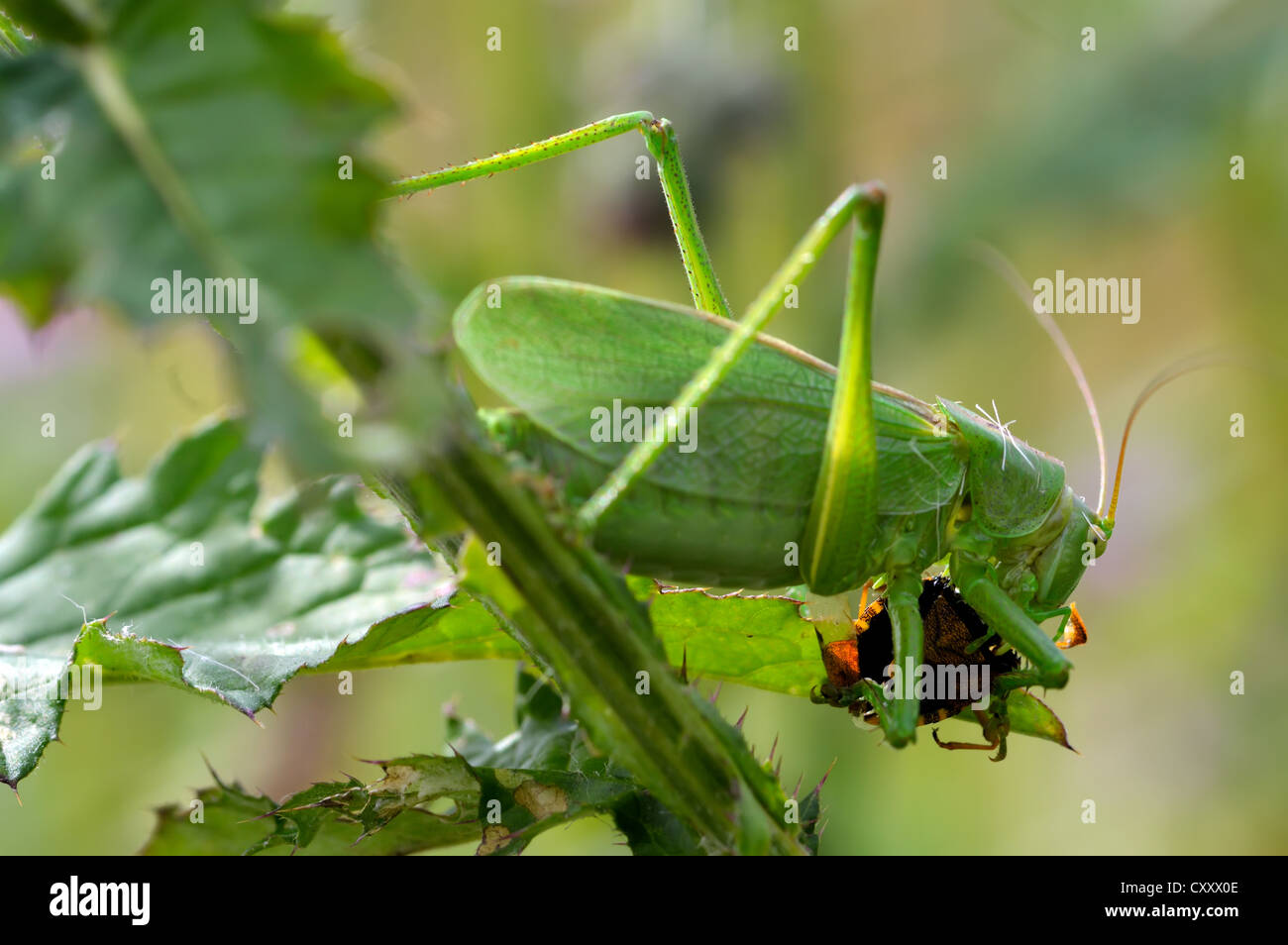 Grasshopper Bug