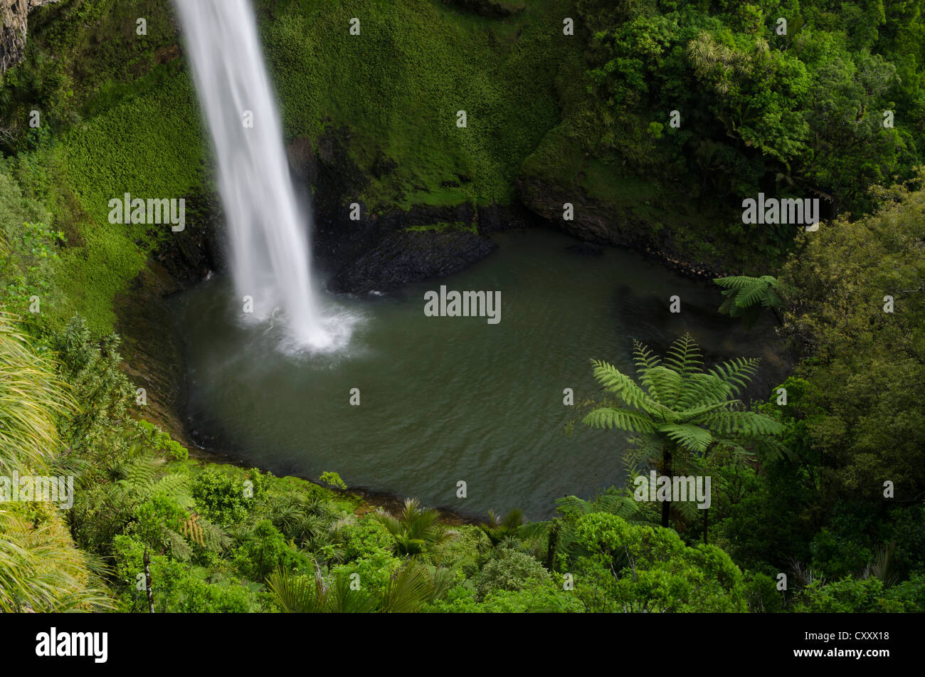 Bridal Veil Falls surrounded by dense rainforest, Raglan, Waikato