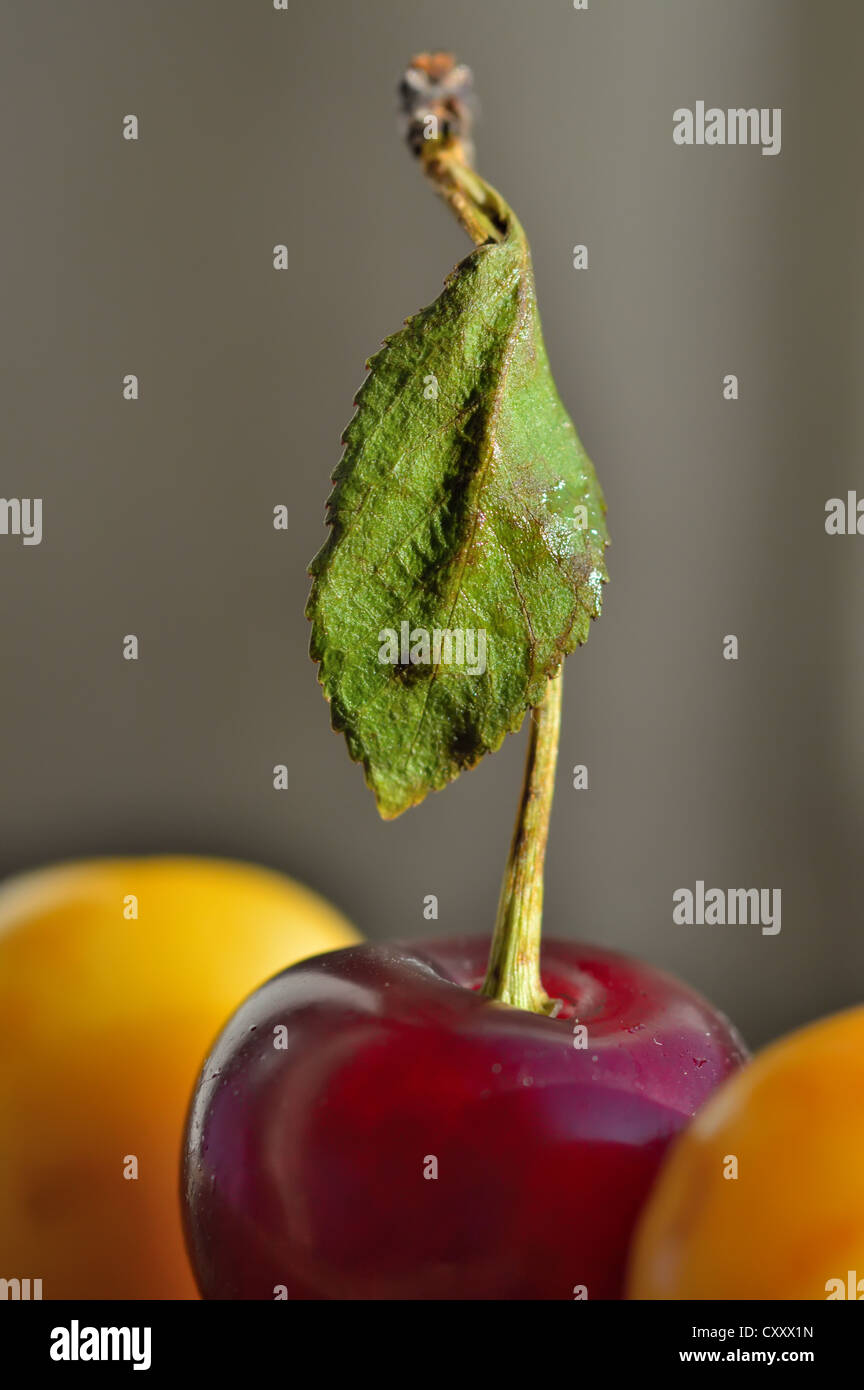 Closeup bright red cherry hi-res stock photography and images - Alamy