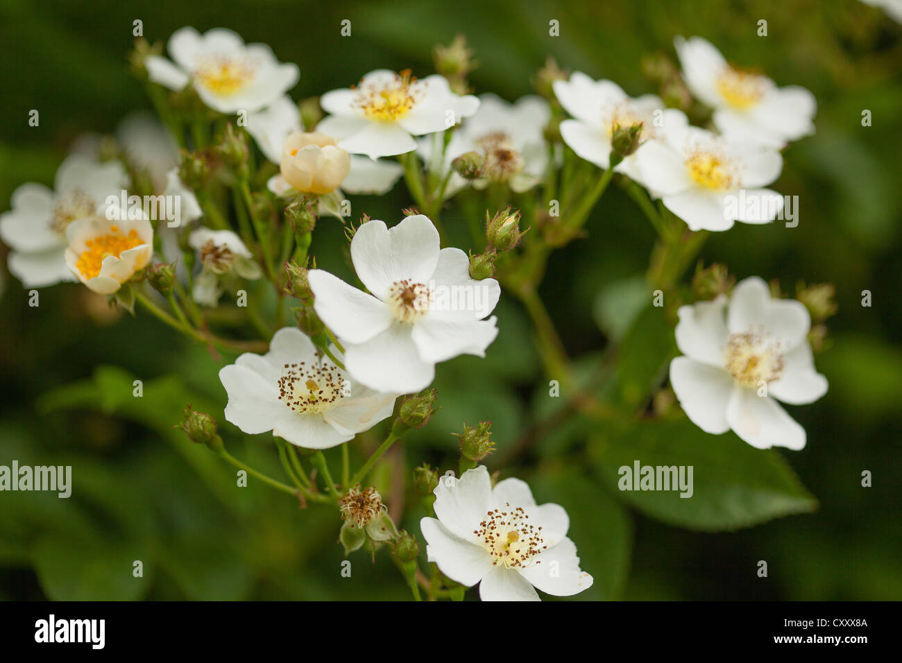 White Multiflora roses (Rosa multiflora), Limburg an der Lahn, Hesse Stock Photo