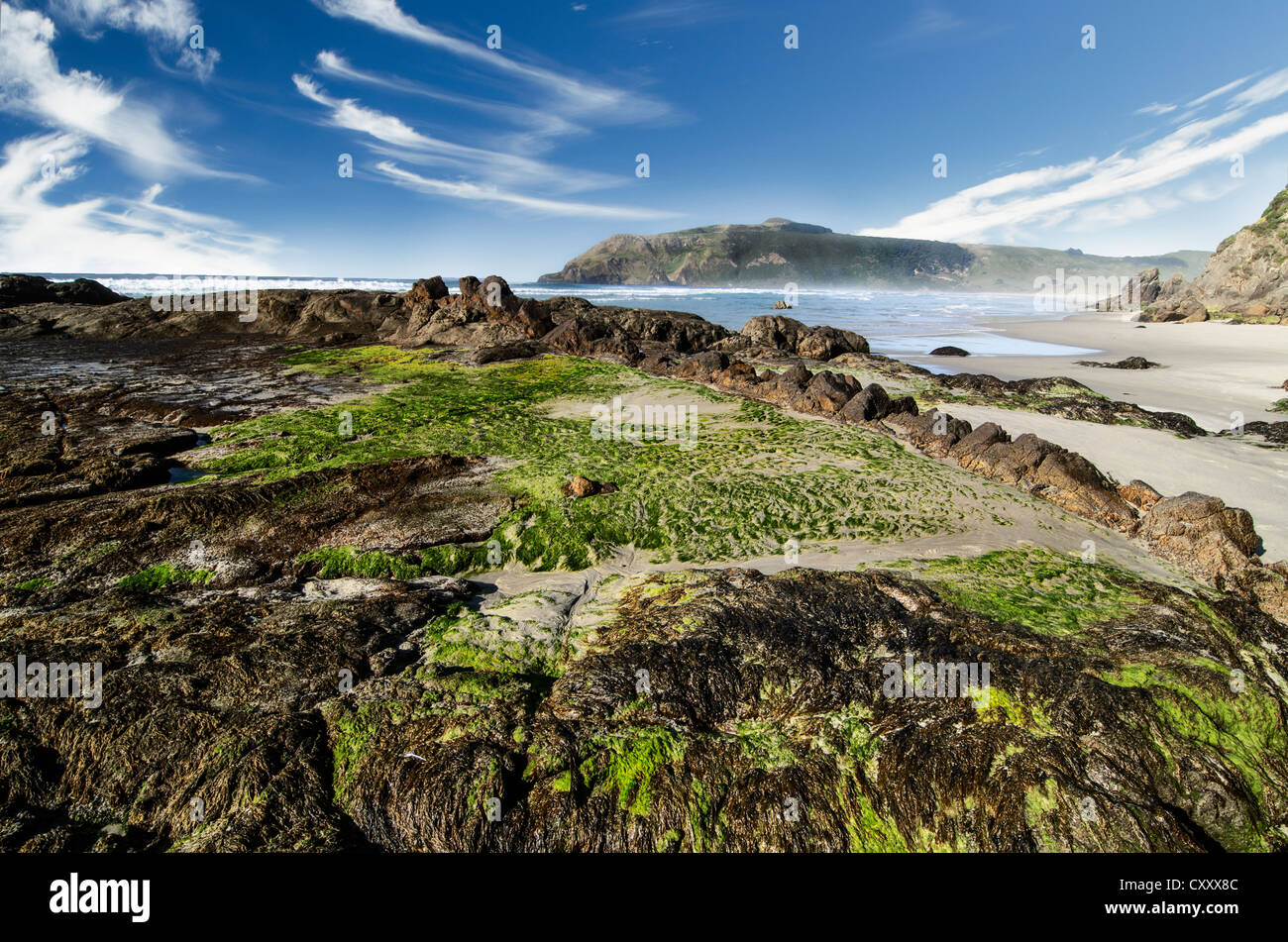 Beach with green seaweed on the rocks at Hoopers Inlet, Otago Peninsula