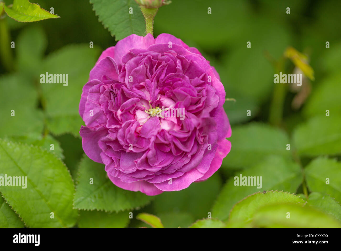 Garden rose (Rosa), Limburg an der Lahn, Hesse Stock Photo