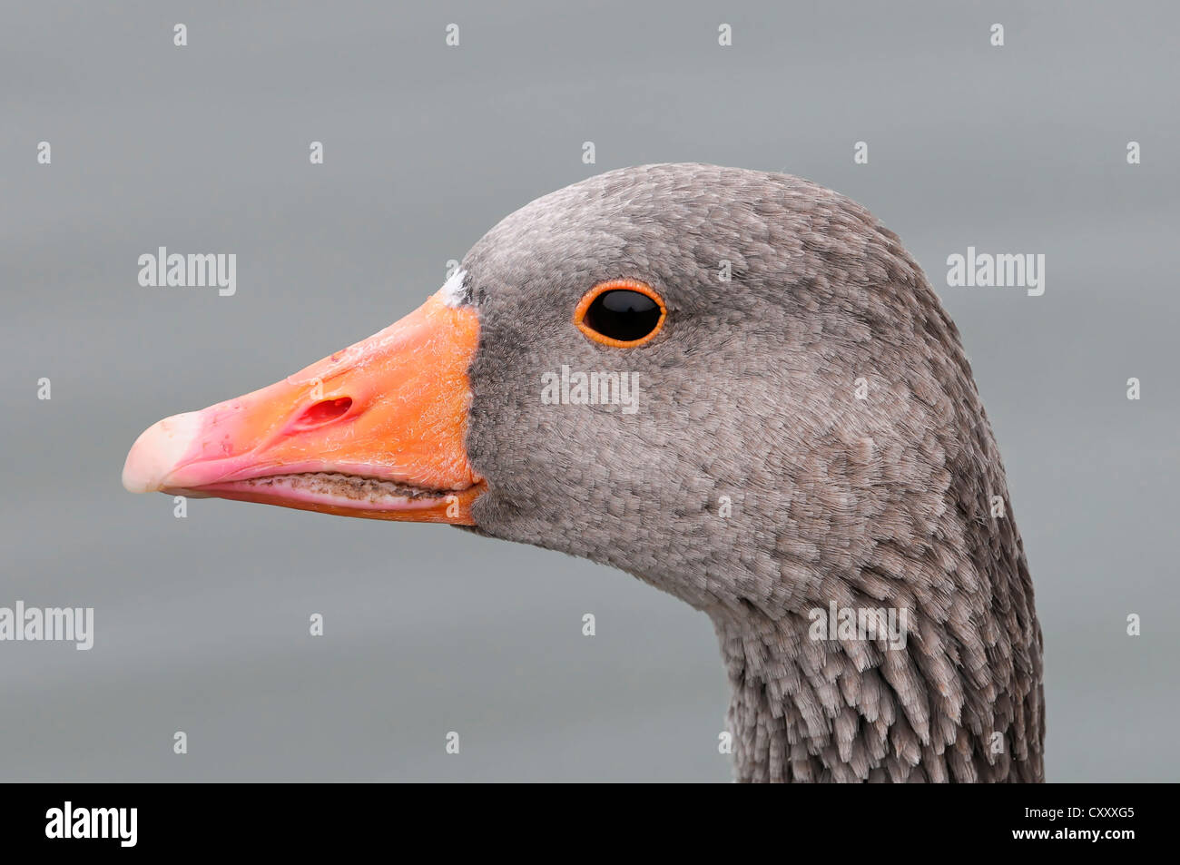 Greylag or Graylag Goose (Anser anser), adult bird, portrait, London, England, United Kingdom, Europe Stock Photo